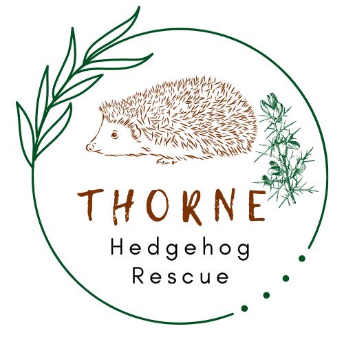 thorne hedgehog rescue are a charity based in the Ashford, Kent covering the UK